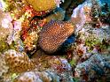 Great Barrier Reef - 3